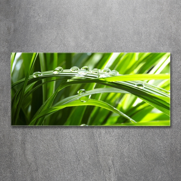 Quadro vetro Gocce sull'erba