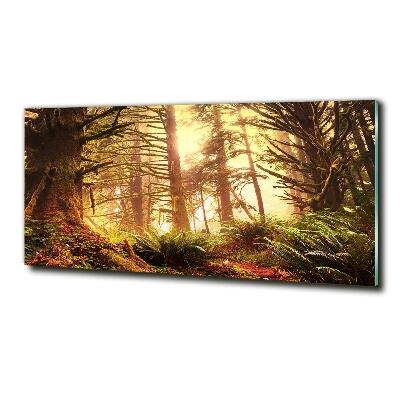 Quadro su vetro Foresta pluviale