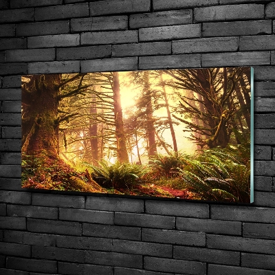 Quadro su vetro Foresta pluviale