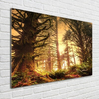 Quadro su vetro Foresta pluviale