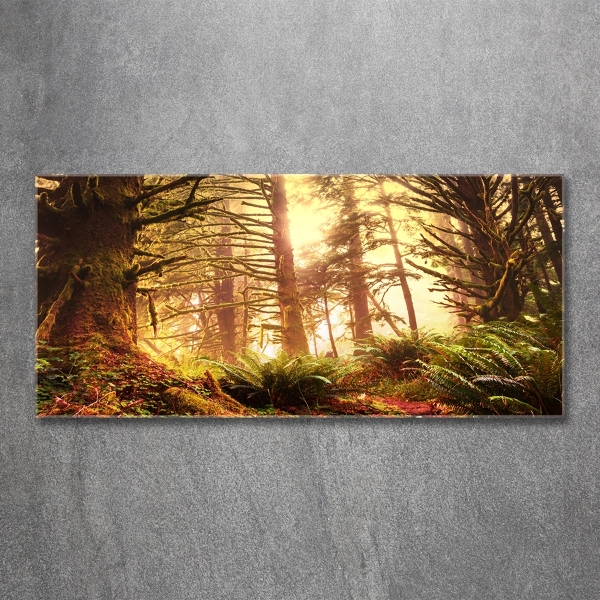 Quadro su vetro Foresta pluviale