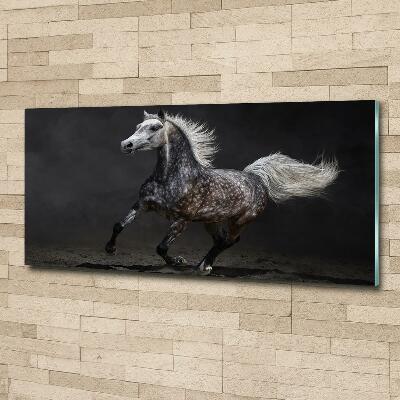 Quadro su vetro Cavallo arabo grigio
