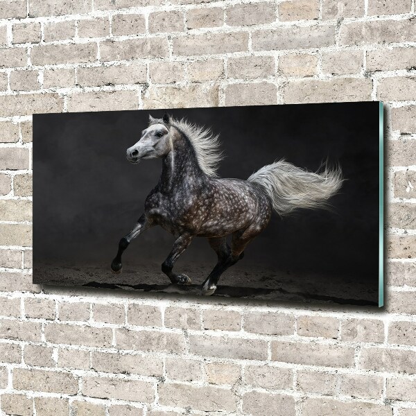 Quadro su vetro Cavallo arabo grigio