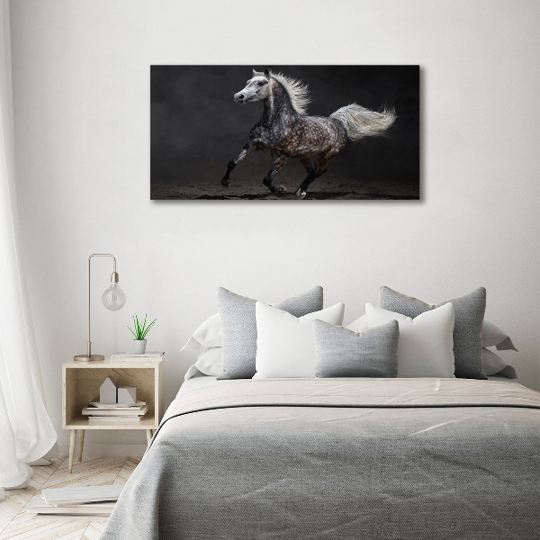 Quadro su vetro Cavallo arabo grigio