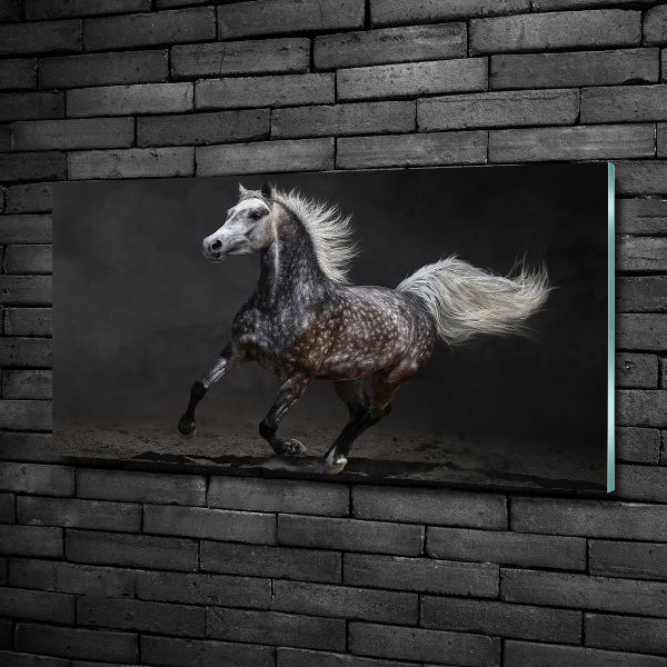 Quadro su vetro Cavallo arabo grigio