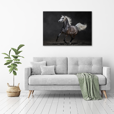 Quadro su vetro Cavallo arabo grigio