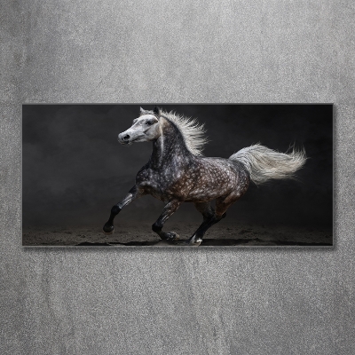 Quadro su vetro Cavallo arabo grigio