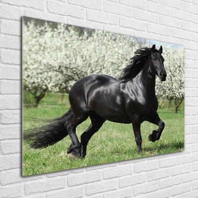 Quadro su vetro Fiori di cavalluccio nero