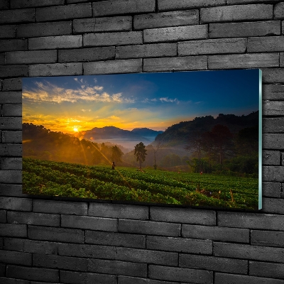 Quadro su vetro Piantagione di tè