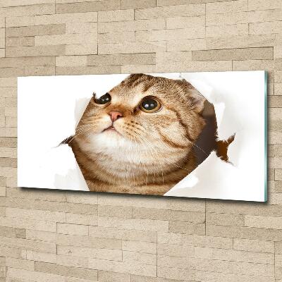Quadro su vetro Gatto