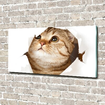 Quadro su vetro Gatto