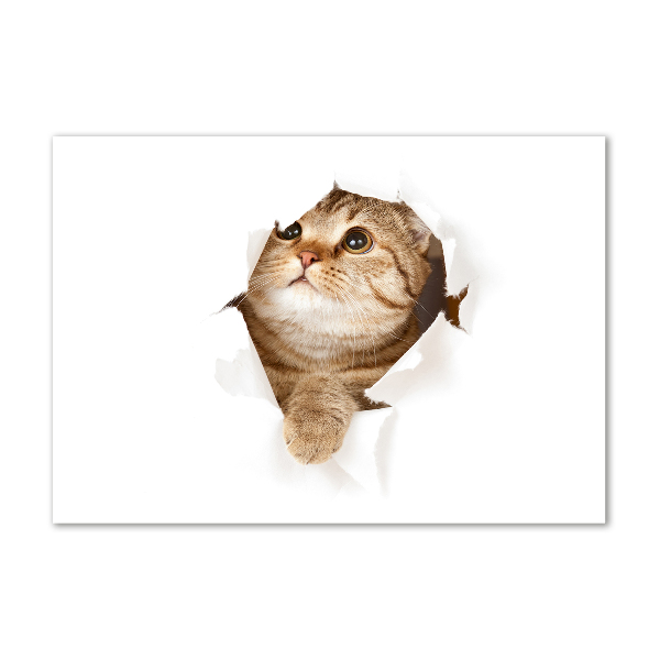 Quadro su vetro Gatto