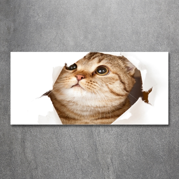 Quadro su vetro Gatto