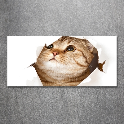 Quadro su vetro Gatto