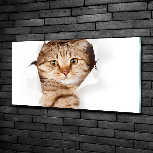 Quadro vetro Gatto