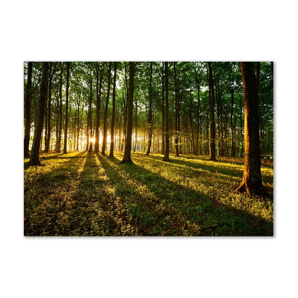 Quadro in verde Raggi di sole