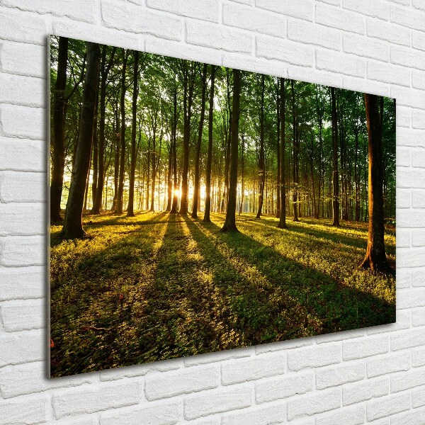 Quadro in verde Raggi di sole