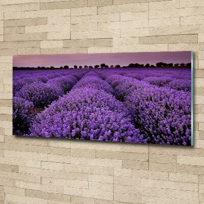 Quadro su vetro Campo di lavanda