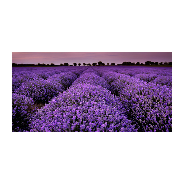 Quadro su vetro Campo di lavanda
