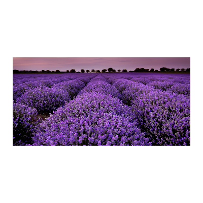 Quadro su vetro Campo di lavanda