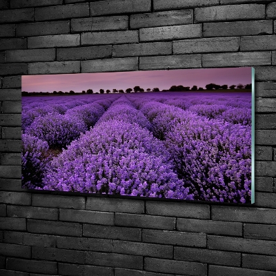 Quadro su vetro Campo di lavanda