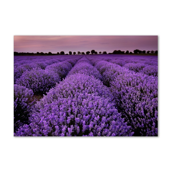 Quadro su vetro Campo di lavanda