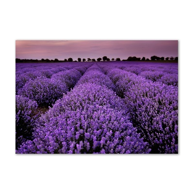 Quadro su vetro Campo di lavanda