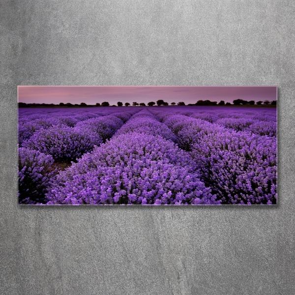 Quadro su vetro Campo di lavanda