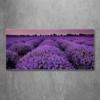 Quadro su vetro Campo di lavanda