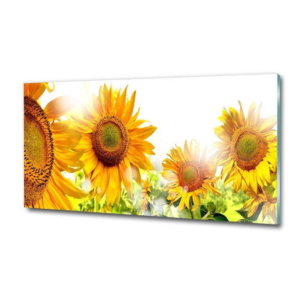 Quadro su vetro Girasoli
