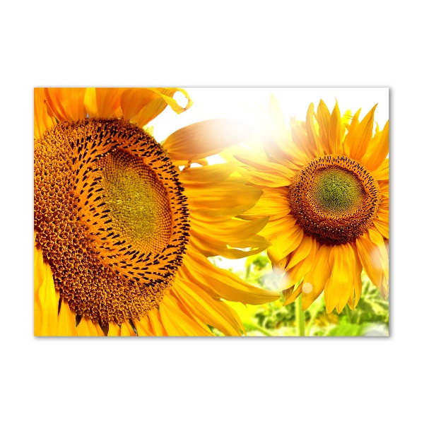 Quadro su vetro Girasoli