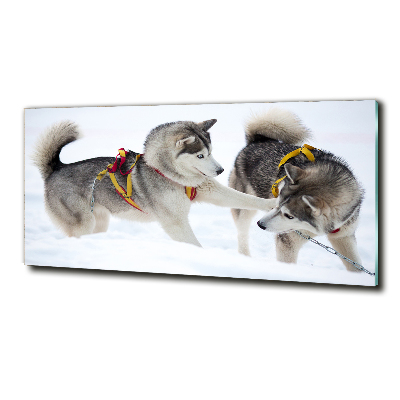 Quadro su vetro Husky in inverno