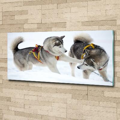 Quadro su vetro Husky in inverno