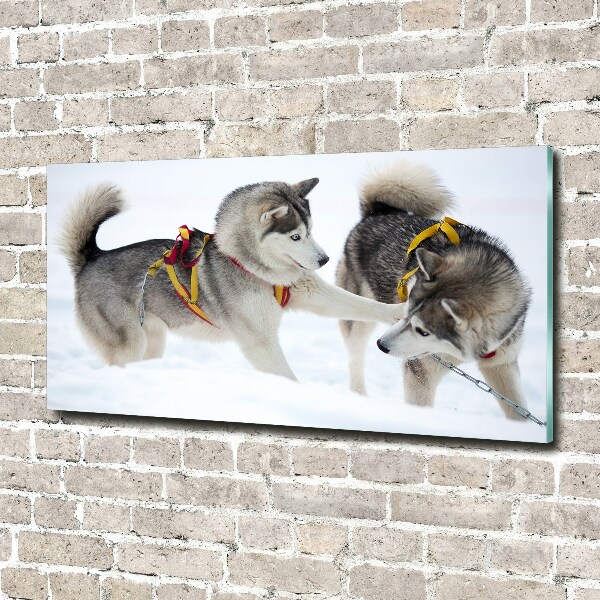 Quadro su vetro Husky in inverno
