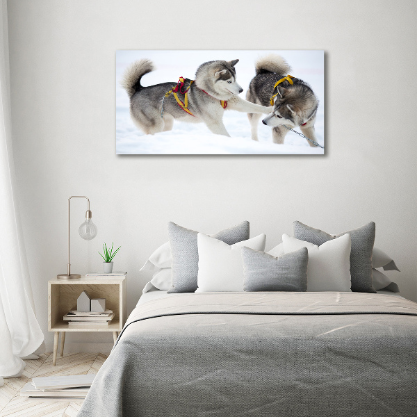Quadro su vetro Husky in inverno