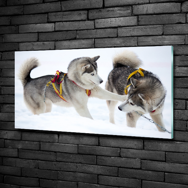 Quadro su vetro Husky in inverno