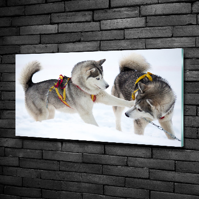 Quadro su vetro Husky in inverno
