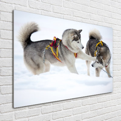 Quadro su vetro Husky in inverno