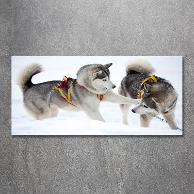 Quadro su vetro Husky in inverno