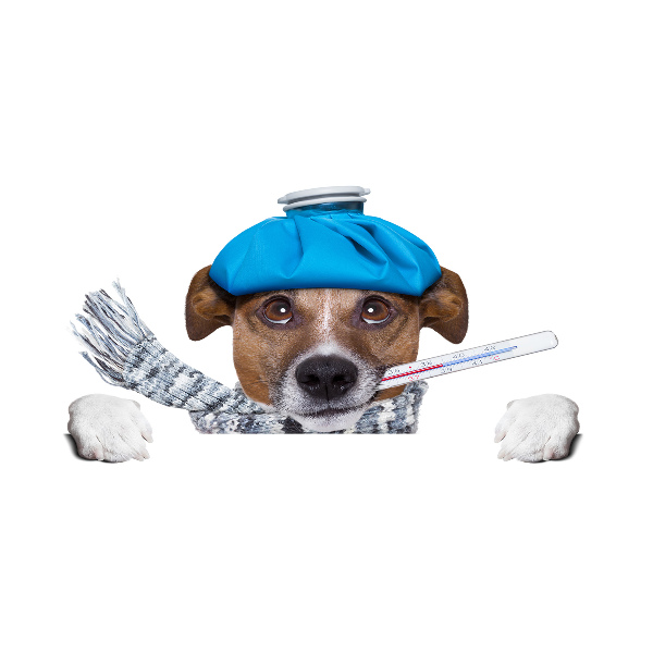 Quadro vetro Cane malato