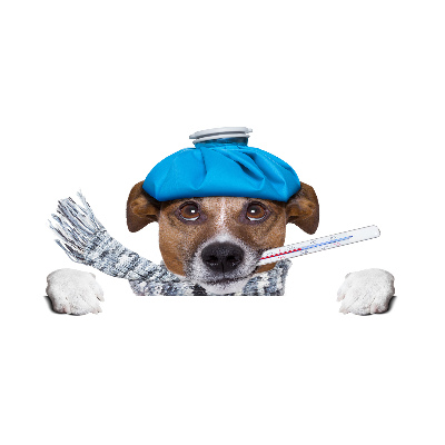 Quadro vetro Cane malato