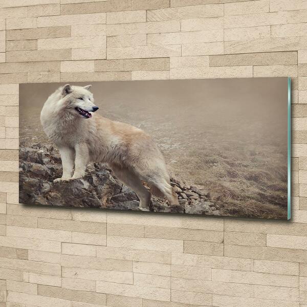 Quadro su vetro Lupo bianco su una roccia