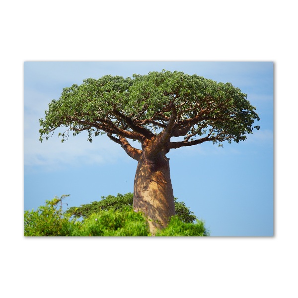 Quadro in vetro Baobab