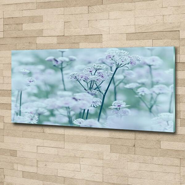 Quadro su vetro Mantlewort maggiore