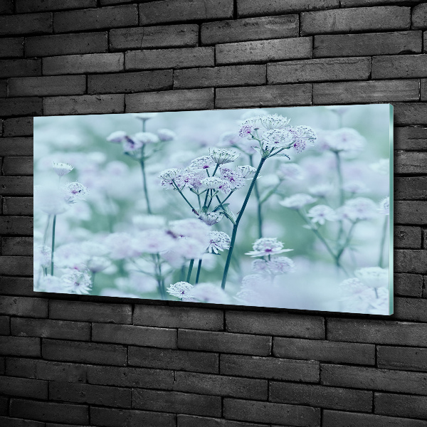 Quadro su vetro Mantlewort maggiore