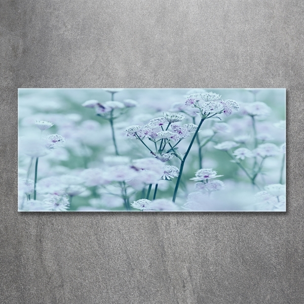 Quadro su vetro Mantlewort maggiore