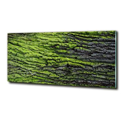 Quadro in vetro Corteccia d'albero
