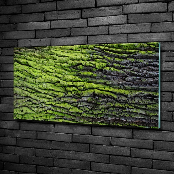 Quadro in vetro Corteccia d'albero