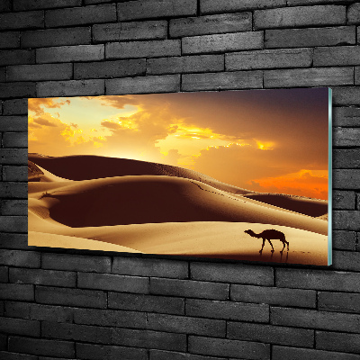 Quadro vetro Cammello del Sahara