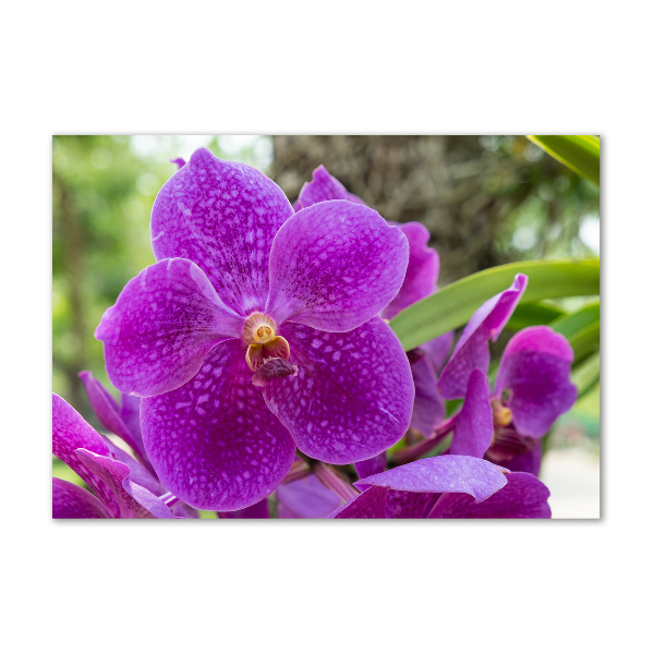 Quadro vetro Orchidea